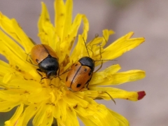 Cryptocephalus rugicollis