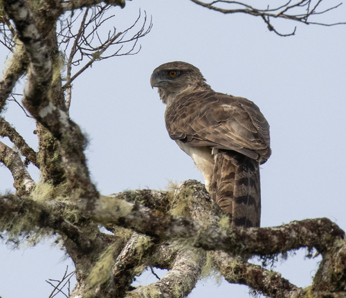 Papuan Eagle (Harpyopsis novaeguineae), photo 5