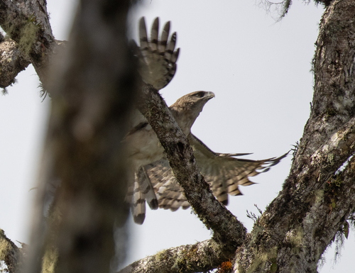 Papuan Eagle (Harpyopsis novaeguineae), photo 2