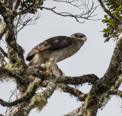 Papuan Eagle (Harpyopsis novaeguineae), photo 5