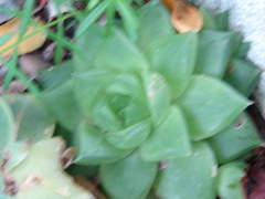 Haworthia cymbiformis