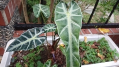 Alocasia amazonica