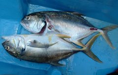 Caranx caninus