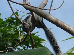 Sciurus variegatoides dorsalis