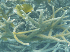 Acropora cervicornis