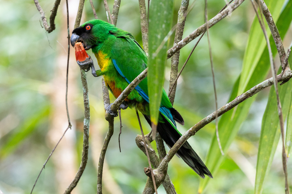 Shining-Parrots