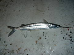 Hyporhamphus