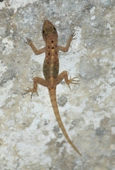 Cnemaspis australis