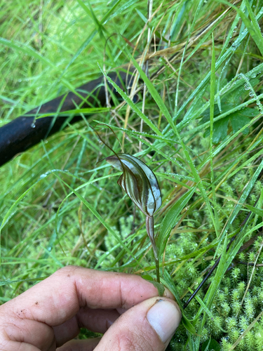 large striped greenhood