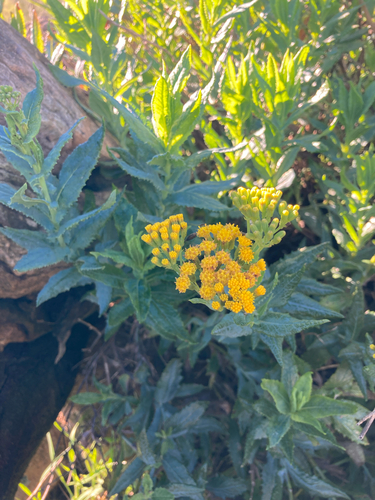 Scented Groundsel
