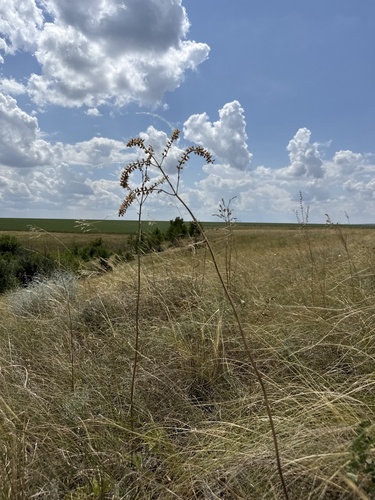 Salvia nutans, photograph 5