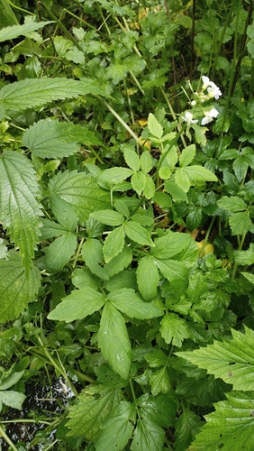 Cardamine macrophylla, photograph 4