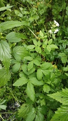 (c) Andrew Bazdyrev, some rights reserved (CC BY) Cardamine macrophylla, photograph (c) Andrew Bazdyrev, some rights reserved (CC BY)
