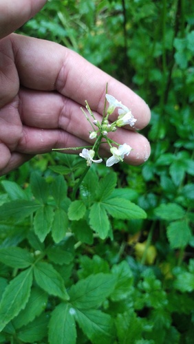 Cardamine macrophylla, photograph 3