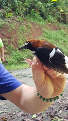 Enicurus ruficapillus