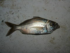 Eucinostomus