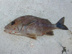 Haemulon steindachneri