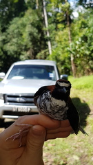 Enicurus ruficapillus