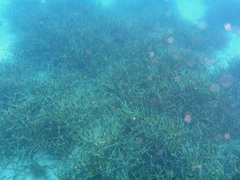 Acropora cervicornis