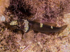 Banded Goby photo 2
