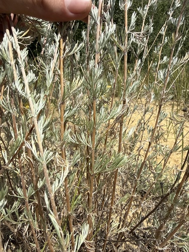 Artemisia marschalliana, photograph 4