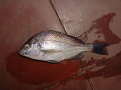 Orthopristis chalcea