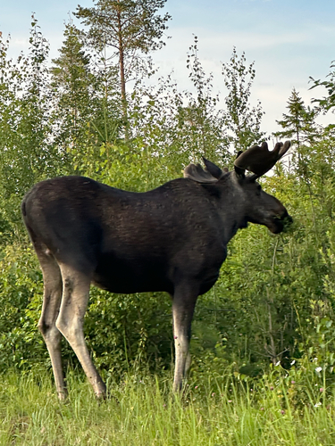 Moose