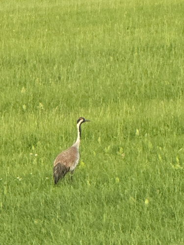Common Crane