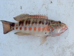 Serranus psittacinus