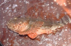 Scorpaena mystes