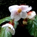 Begonia cathcartii - Photo (c) Phuentsho,  זכויות יוצרים חלקיות (CC BY-NC-SA), הועלה על ידי Phuentsho