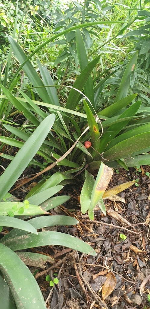 Clivia miniata 3