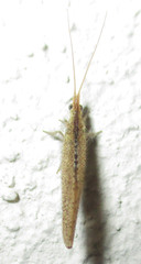 Berothidae