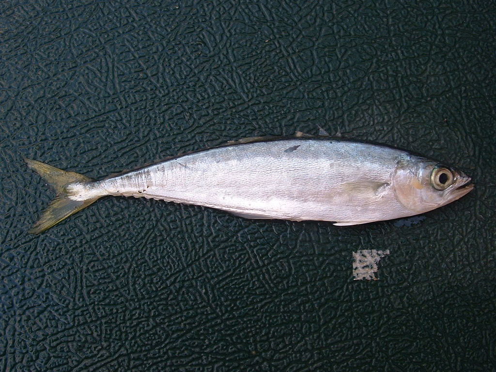 Shortjaw Leatherjack
