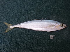 Oligoplites refulgens