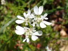 Orlaya daucoides