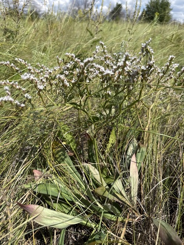 Goniolimon tataricum, photograph 3