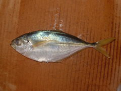 Chloroscombrus orqueta