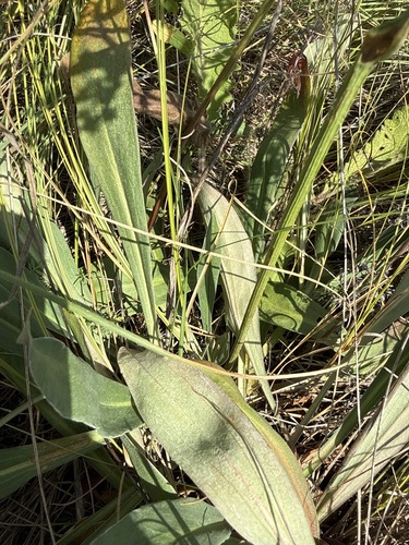 Goniolimon tataricum, photograph 4