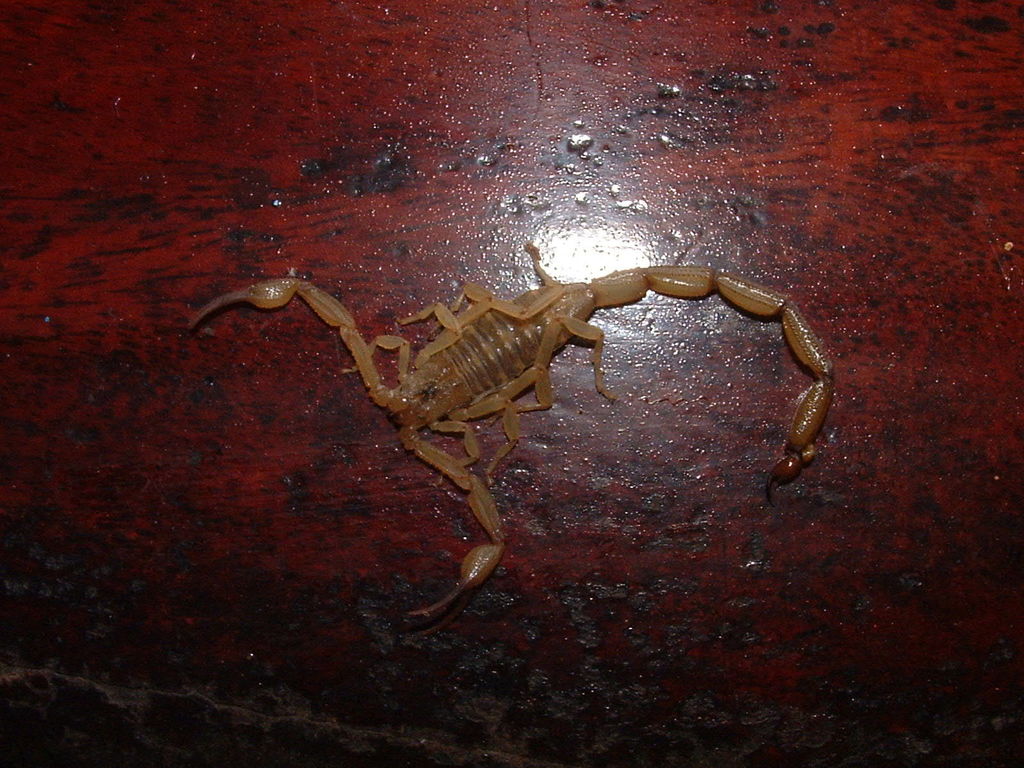 Centruroides koesteri