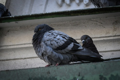 Columba livia domestica