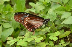 Parantica