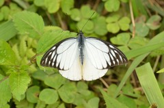 Prioneris thestylis