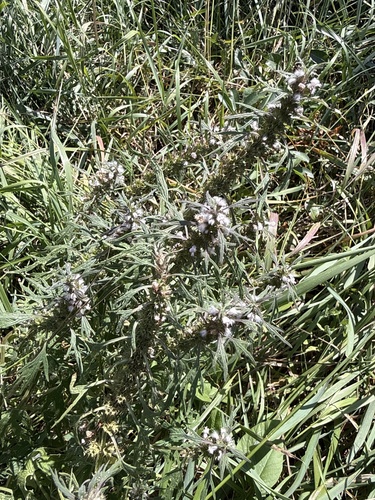 Leonurus glaucescens