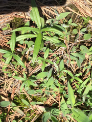 Helianthus porteri
