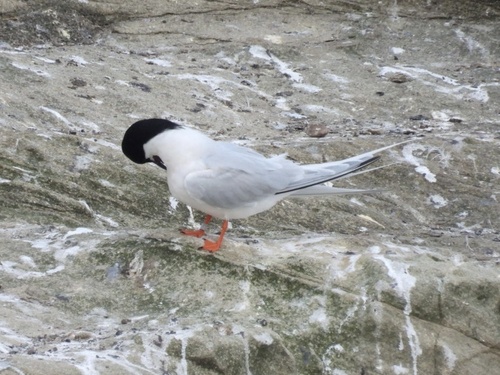 iNaturalist image