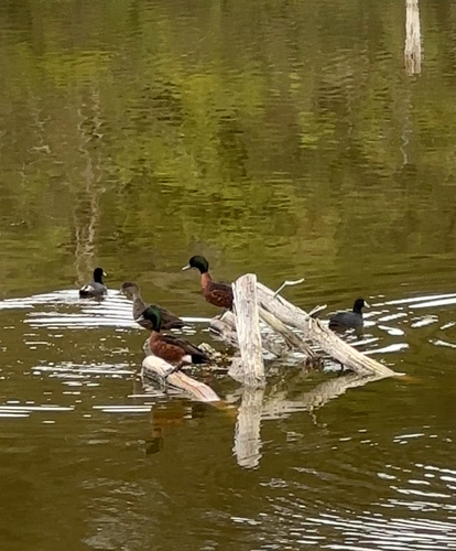 Chestnut Teal