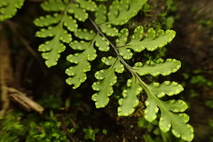 Cheilanthes chusana