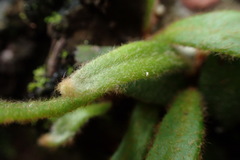 Pyrrosia linearifolia