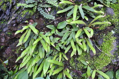 Pyrrosia linearifolia